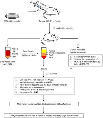 Characterization of Cell Free Plasma Methyl-DNA From Xenografted Tumors to Guide the Selection of Diagnostic Markers for Early-Stage Cancers